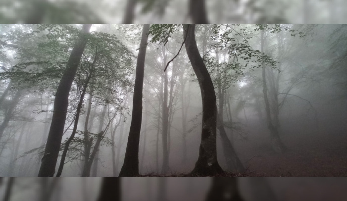 University of Tehran College of Agriculture and Natural Resources Study Finds: Vital Role of Fog Precipitation in Nutrient Input to Hyrcanian Forests