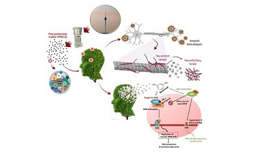 Activation of cellular and molecular mechanisms involved in Alzheimer's disease by PM 2.5 particles in the air of Tehran city