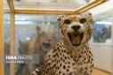 The Most Unique Museum of Zoology in Iran