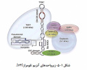 At UT IBB, Intelligent Nano-Carriers Were Synthesized for Accurate Targeting of Ovarian Cancer Cells