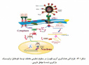 At UT IBB, Intelligent Nano-Carriers Were Synthesized for Accurate Targeting of Ovarian Cancer Cells