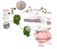 Activation of cellular and molecular mechanisms involved in Alzheimer's disease by PM 2.5 particles in the air of Tehran city