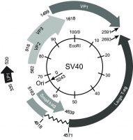 The article of a faculty member of the Faculty of Veterinary Medicine of University of Tehran was published in the journal of medical virology with an impact factor of 20.6.