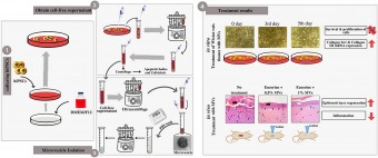 Transcriptomic and in vivo approaches introduced human iPSC-derived microvesicles for skin rejuvenation