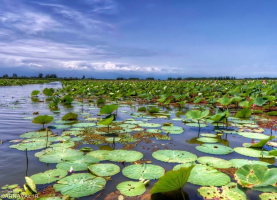 Reviving Anzali Wetland needs all-out effort: DOE chief