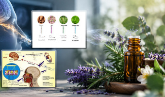 Aromatherapy—A New Hope for Preventing Brain Diseases