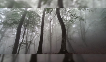 Vital Role of Fog Precipitation in Nutrient Input to Hyrcanian Forests