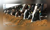 Assessment of Physical condition of the Cattle Using a Smart Science-Based System