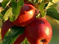 طرح محققان دانشگاه تهران برای صفر شدن باقیمانده سموم و کود شیمیایی در محصولات باغی