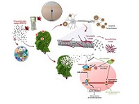 فعال‌سازی مکانیسم‌های سلولی و مولکولی دخیل در بیماری آلزایمر توسط ذرات PM ۲.۵ هوای شهر تهران