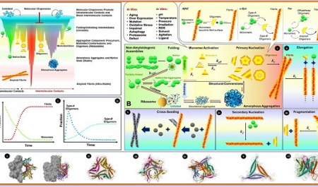 رمز و رازهای الیگومرهای پروتئینی در مقاله منتشرشده محققان دانشگاه تهران در مجله وابسته به دانشگاه کمبریج