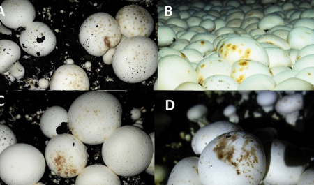 شناسایی باکتری‌های مضر برای قارچ خوراکی توسط محققان دانشگاه تهران | ارتقای کمی و کیفی تولید قارچ خوراکی از طریق کاستن آسیب‌های باکتریایی