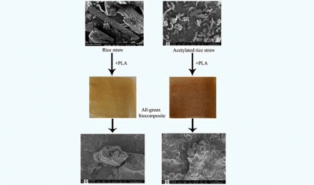 از سوی محققان دانشکده فنی کاسپین دانشگاه تهران؛ کامپوزیت مقاوم تجزیه‌پذیر با استفاده از کاه برنج ساخته شد