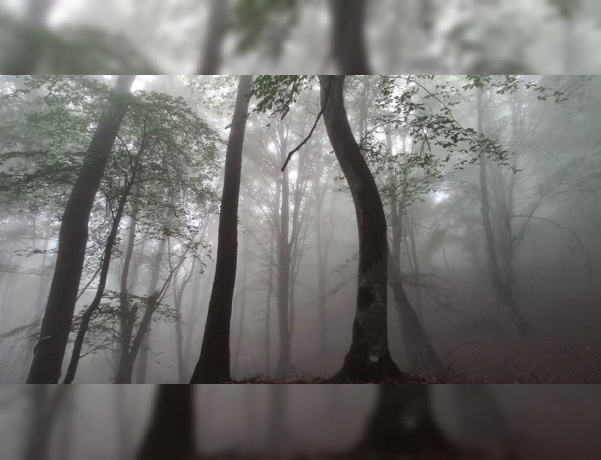 vital role of fog precipitation nutrient input to hyrcanian forests