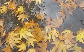 برگها زباله نیستند